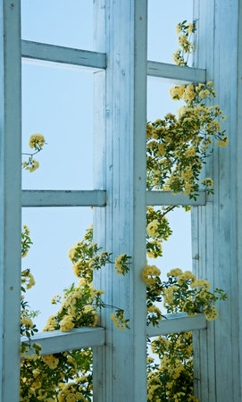 Many beautiful yellow small roses blossem in springの写真素材