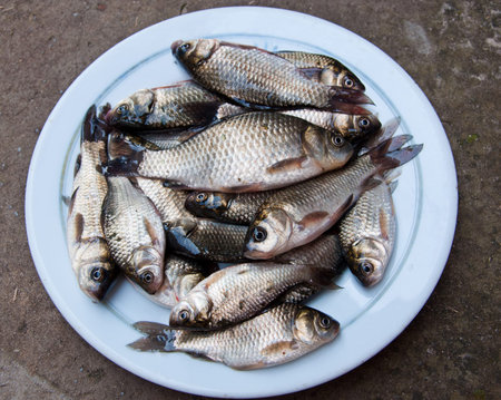 The raw crucians fish on white plate