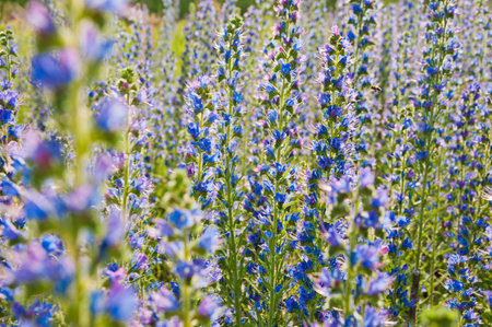 The Beautiful blue Echium flowers in nature. Selective focus.の写真素材