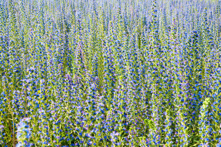 The Beautiful blue Echium flowers in nature. Selective focus.