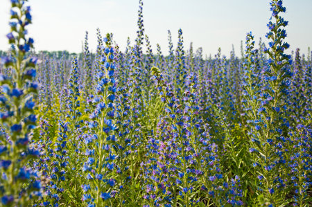 The Beautiful blue Echium flowers in nature.の写真素材