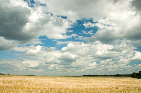 Ripe wheat. Blue sky and white cloudsの写真素材