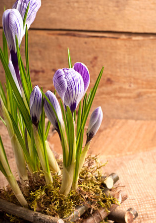 The Beautiful spring Crocus flowers on old wooden backroundの写真素材