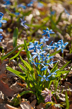 The Beautiful spring blue snowdrops in nature