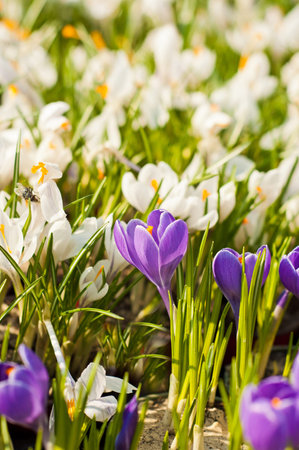 Many Beautiful purple and yellow crocuses in spring