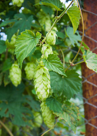 Hop cones and leaves on the fence, close