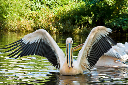 Big Pelican (Pelecanus onocrotalus) swims and eats fishの写真素材