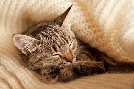 Beautiful tabby kitten sleeping on a wool scarfの写真素材
