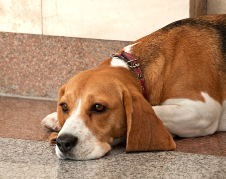 Beagle dog lying on the floor waiting for the hostの写真素材