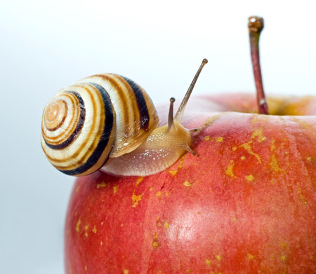 beautiful small snail on a red apple, eco conceptの写真素材