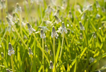 The beautiful white Muscari flowers. Selective focus.の写真素材