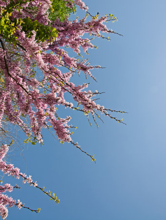 Beautiful pink flowering tree on the blue sky background (Cercis siliquastrum)の写真素材