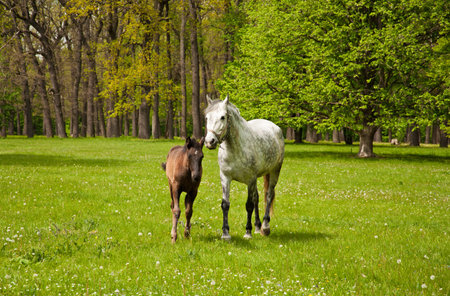 Horse and her foal running on the green meadowの写真素材