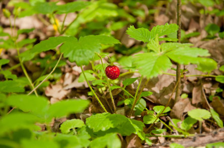 Red wild strawberry in the summer forest