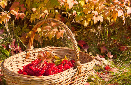 Viburnum berries in the basket at the autumn garden. Autumn harvestの写真素材