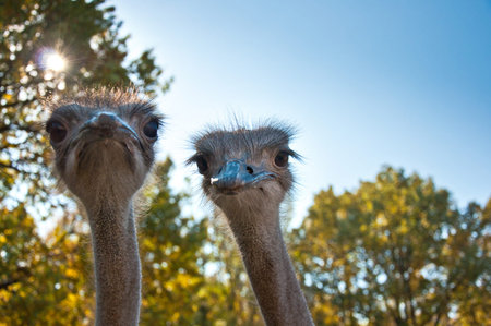 Two African Ostriches (Struthio camelus) on blue sky background