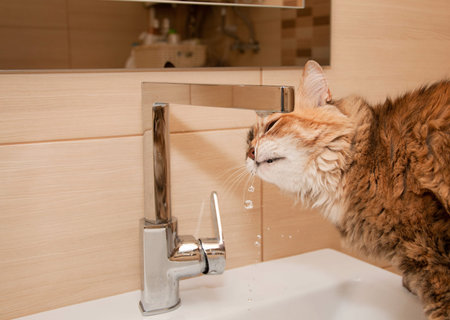 Cat drinking water in the bathroom, close upの写真素材