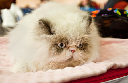 Beautiful Persian cat at the cat showの写真素材