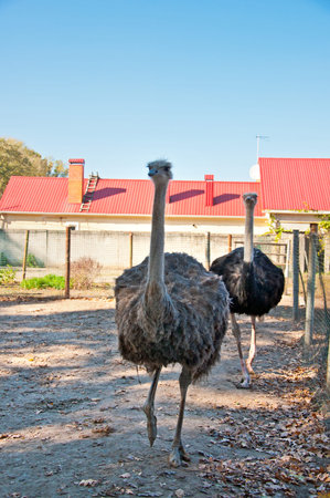 Two African Ostriches (Struthio camelus) at the ostrich farm