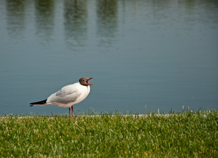 the beautiful white black-headed gull sitting on green grass near waterの写真素材