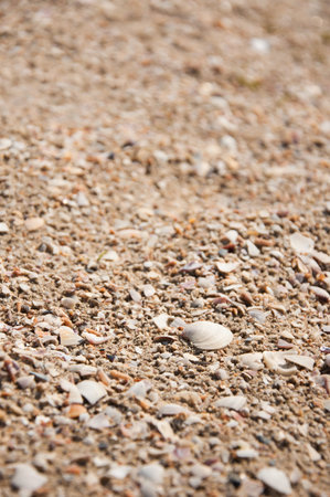 Background of seashells. Many sea shells on the beach. Space for your text