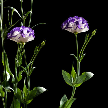 Beautiful Eustoma flower isolated on a black background, close-upの写真素材