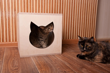 Scottish straight cat near the cat house and tabby cat inside the cathouseの写真素材