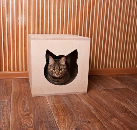 Tabby cat sitting in the cat house. All cats like boxesの写真素材