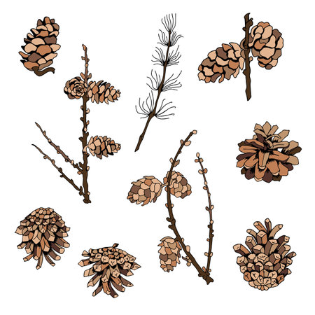 Vector set of colored twigs and cones on a white background. Illustrationのイラスト素材
