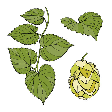 Set of leaves and cones of ordinary hops. Vector illustrationのイラスト素材