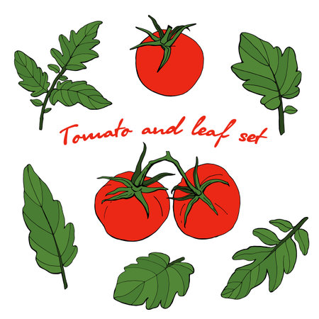 Tomatoes and leaves on white background. Vector. Illustrationのイラスト素材