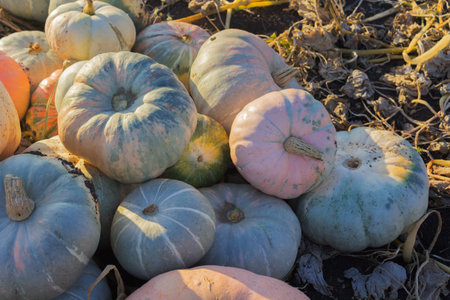 Colorful pumpkins in the leaves in the suburban area. Harvest