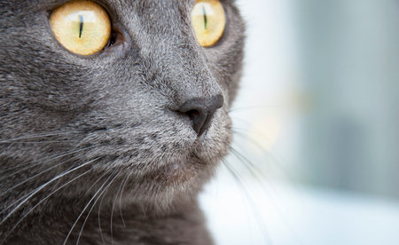 russian blue cat breedの写真素材