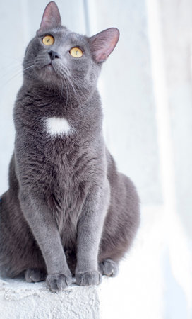 russian blue cat breedの写真素材