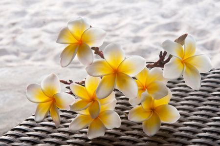 Plumeria alba. A buddha flower growing in Asia.の写真素材