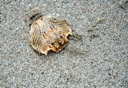Shell in the sand. Sea beach in summerの写真素材