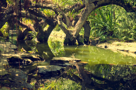 A mysterious picture of the landscape in the jungle.の写真素材
