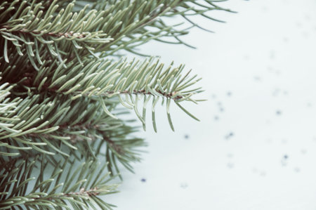 Spruce branch on a light background with a tint.の写真素材