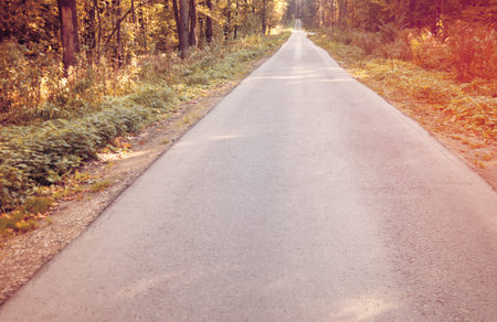 Bright autumn landscape. Autumn trees along the forest road