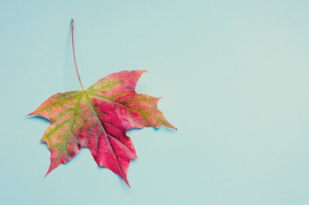 A bright colorful autumn maple leaf lies on a blue background. Autumn.の写真素材