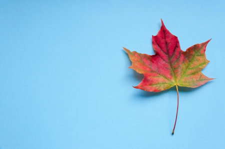 A bright colorful autumn maple leaf lies on a blue background. Autumn.の写真素材