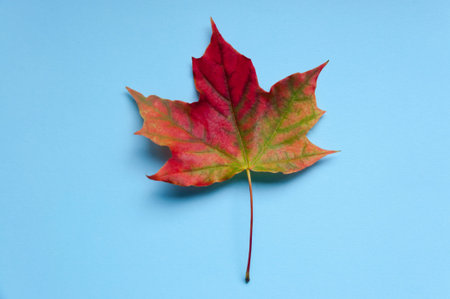 A bright colorful autumn maple leaf lies on a blue background. Autumn.の写真素材