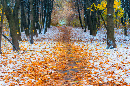 Picturesque landscape of the sun above the road. The path in the forest covered with the first snow....