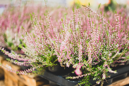 Ornamental plants in a flower shop. Herbarium and living plants. Decoration and decor, giftsの写真素材