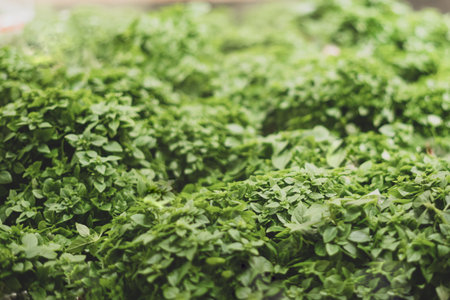 Fresh green basil. Presenting in a shop window. Organization of a microclimate for greens. Selective focusの写真素材