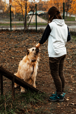 Animal training. A volunteer girl walks with a dog from an animal shelter. Girl with a dog in the autumn park. Walk with the dog. Caring for the animals.の写真素材