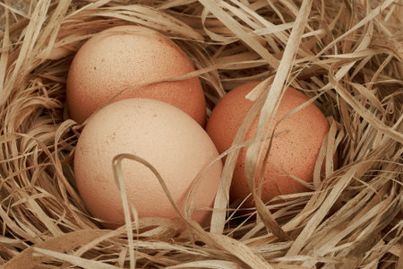 Chicken eggs in the nest