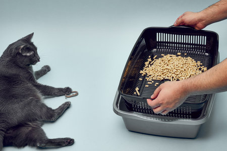 New gray, empty cat tray. Tray filler, biodegradable cat litter. Toilet for the catの写真素材