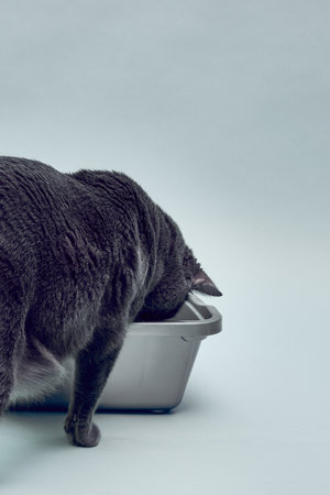 Gray cat near the new cat tray. Blue backgroundの写真素材