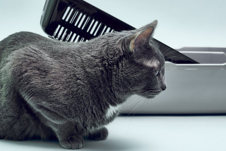 Gray Cat Near The New Cat Tray Blue Background 写真素材 イラスト素材ならペイレスイメージズ